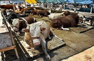 Düzce’den 3.6 milyon hayvan gönderildi