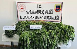 Ekinözü jandarmasından kenevir operasyonu