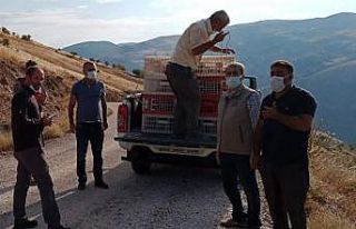 Elazığ’da 850 keklik doğaya salındı