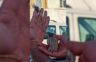 Elazığ’da nesli tükenme tehlikesi altında bulunan...