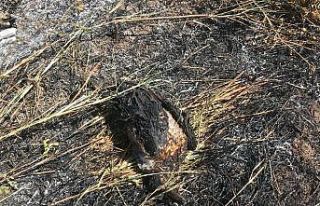 Elektrik akımına kapılan karga 50 dönümlük tarlayı...