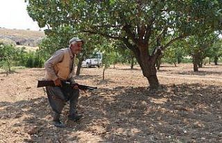 Eller tetikte fıstık nöbeti tutuyorlar
