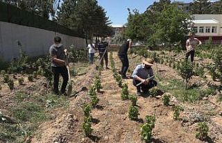 Endemik Erciş üzümü gelecek nesiller için toprakla...