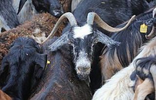 Erdemli’den Manavgat’a 358 küçükbaş hayvan...