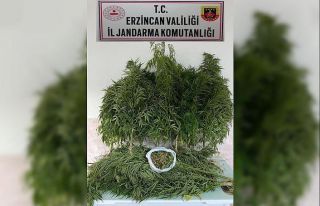 Erzincan’da bir miktar Hint keneviri ve esrar ele...