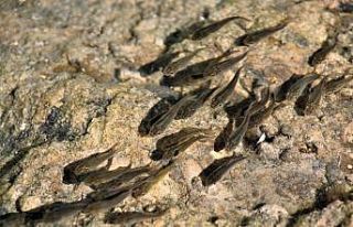 Erzincan’da gölete 100 bin adet yavru sazan bırakıldı