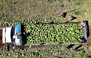 Erzincan’da karpuz hasadı başladı
