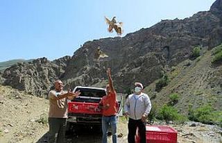 Erzincan’da kınalı keklikler doğaya salındı