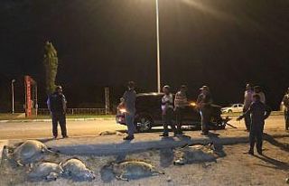 Erzincan’da otomobil sürüye daldı: 25 koyun telef...