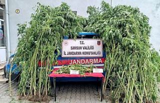 Eski mezarlık alanında esrar ve kenevir ele geçti