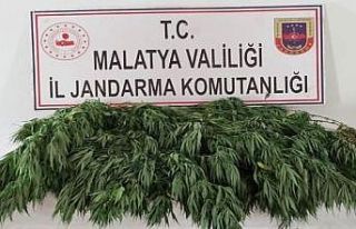 Esrar ve hint keneviri ele geçirildi