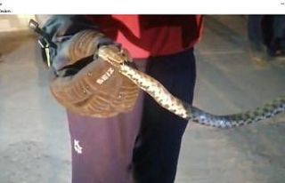 Eve giren yılan itfaiye ekiplerince yakalandı