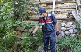 Evin bahçesinde saksıda kenevir yetiştirirken yakalandı