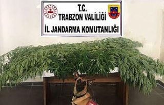 Fındık bahçesine kenevir ektiler