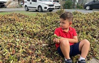 Fındık harmanlarının minik bekçileri
