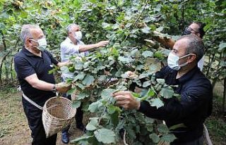 Fındık hasadı başladı, vali ve başkan bahçeye...