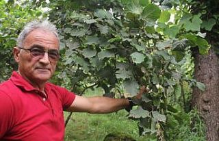 “Fındık pazara inmeden fındık fiyatı açıklansın”...