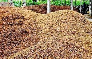 Fındık zurufunun bahçelerde gübre olarak kullanılması...