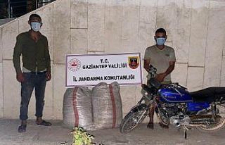 Fıstık hırsızları jandarmaya yakalandı