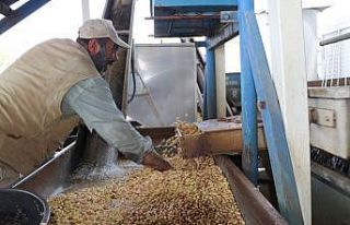 Fıstıkta ‘Kavlatma’ mesaisi başladı