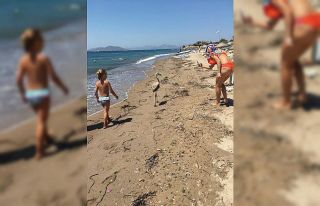Flamingo’yu sahilde görenler şok oldu