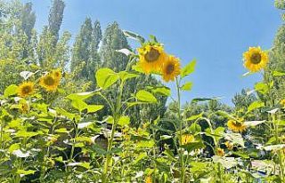 Fotoğraf tutkunlarının yeni adresi: Ayçiçeği...