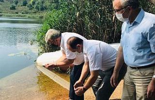 Gaga Gölü’ne 100 bin sazan balığı yavrusu bırakıldı