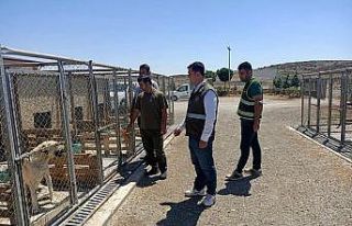 Geçici Hayvan Bakım evinde denetim