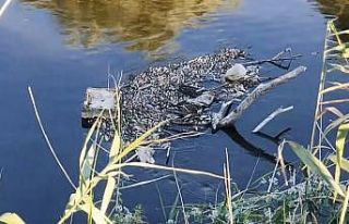Gediz Nehri’ndeki toplu balık ölümleri korkuttu