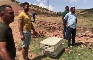 Gercüş’te yüzlerce sülün doğaya bırakıldı