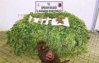 Giresun’da 513 kök kenevir bitkisi ele geçirildi