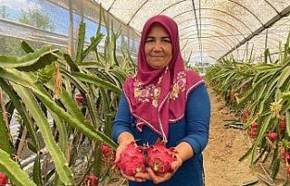 Girişimci ev hanımı iki yılda ürettiği ejder...