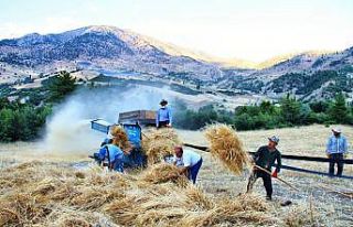 Göksun’da ekinler biçilmeye başladı