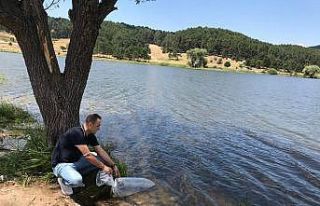 Göletlere 120 bin adet sazan balığı yavrusu bırakıldı