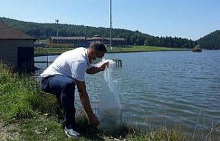 Göllere 70 bin yavru sazan balığı bırakıldı
