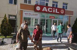 Gözlerinde sorun olan yaban keçisi tedavi altına...