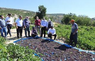 Gülnar’da kişniş üzümü hasadı başladı
