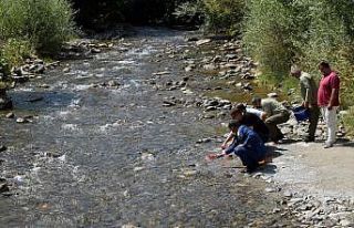 Gümüşhane’de derelere 10 bin alabalık daha bırakıldı