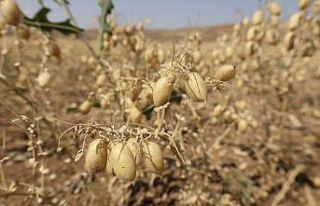 Gürün’de ilk defa ekilen Azkan çeşidi nohudun...