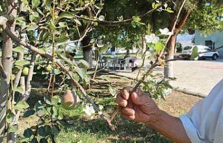 Hasadı yapılmadan yeniden çiçek açtı