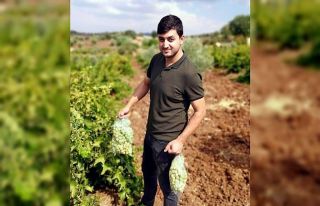 Hasat öncesi pestisit denetimi