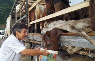 Hasta atlarla sınırı geçemeyeceğini anlayınca...
