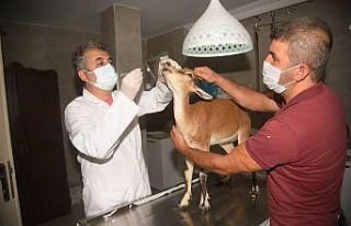 Hasta halde bulunan yavru ceylan tedavi altında alındı
