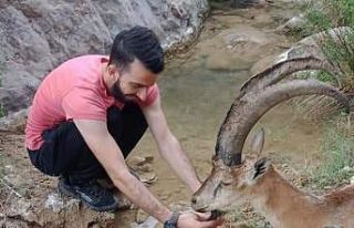 Hasta yaban keçisini 3 kilometre sırtlarında taşıdılar