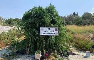 Hatay’da 489 kök kenevir ile 6 kilo 790 gram esrar...