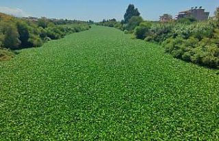 Hatay’da su sümbülleri Asi Nehri’ni istila etti