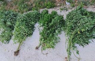 Hatay’da uyuşturucu operasyonları