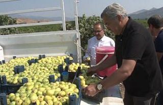 Hatay’da yılda 3 bin ton incir yetişiyor