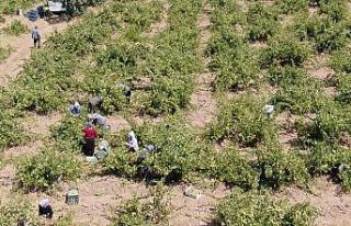 ’Hatun parmağı’ üzümünde hasat zamanı