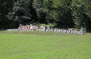 Hava şartları arıcıları olumsuz etkiledi